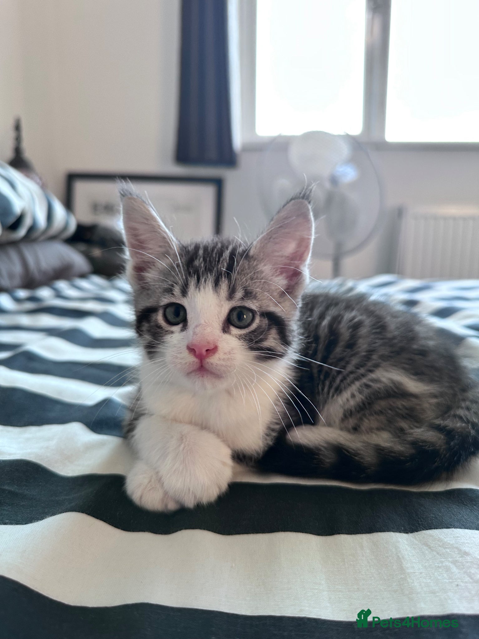 Maine Coon cats for sale: 3 beautiful Maine coon/ Mix boy kittens left  - Advert 8