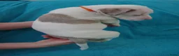American Bulldog dogs for sale: Outstanding Merle American Bulldogs - Advert 33