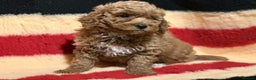 Mixed Breed dogs for sale: Beautiful Cavapoochon litter  - Advert 9