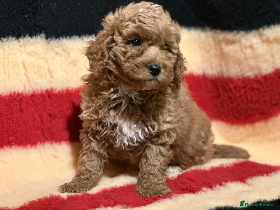 Mixed Breed dogs for sale: Beautiful Cavapoochon litter  - Advert 9