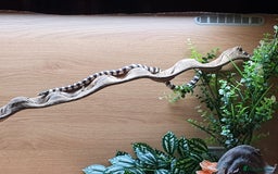 King Snake reptiles for sale: 1 Year Old Male California King Snake - Image 3
