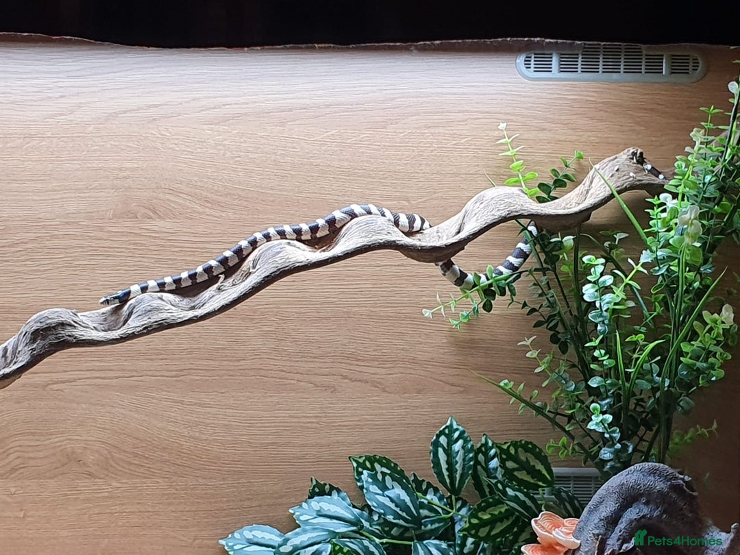 King Snake reptiles for sale: 1 Year Old Male California King Snake - Image 3