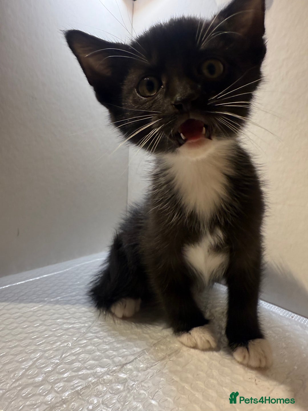 Korat cats for sale: Cute playful kittens ready for their new home 🖤🤍 - Advert 20