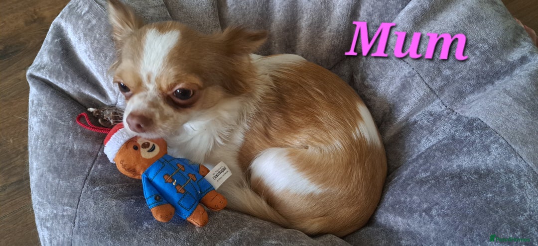 Chihuahua dogs for sale: Long Coat Chihuahua puppies - Image 26