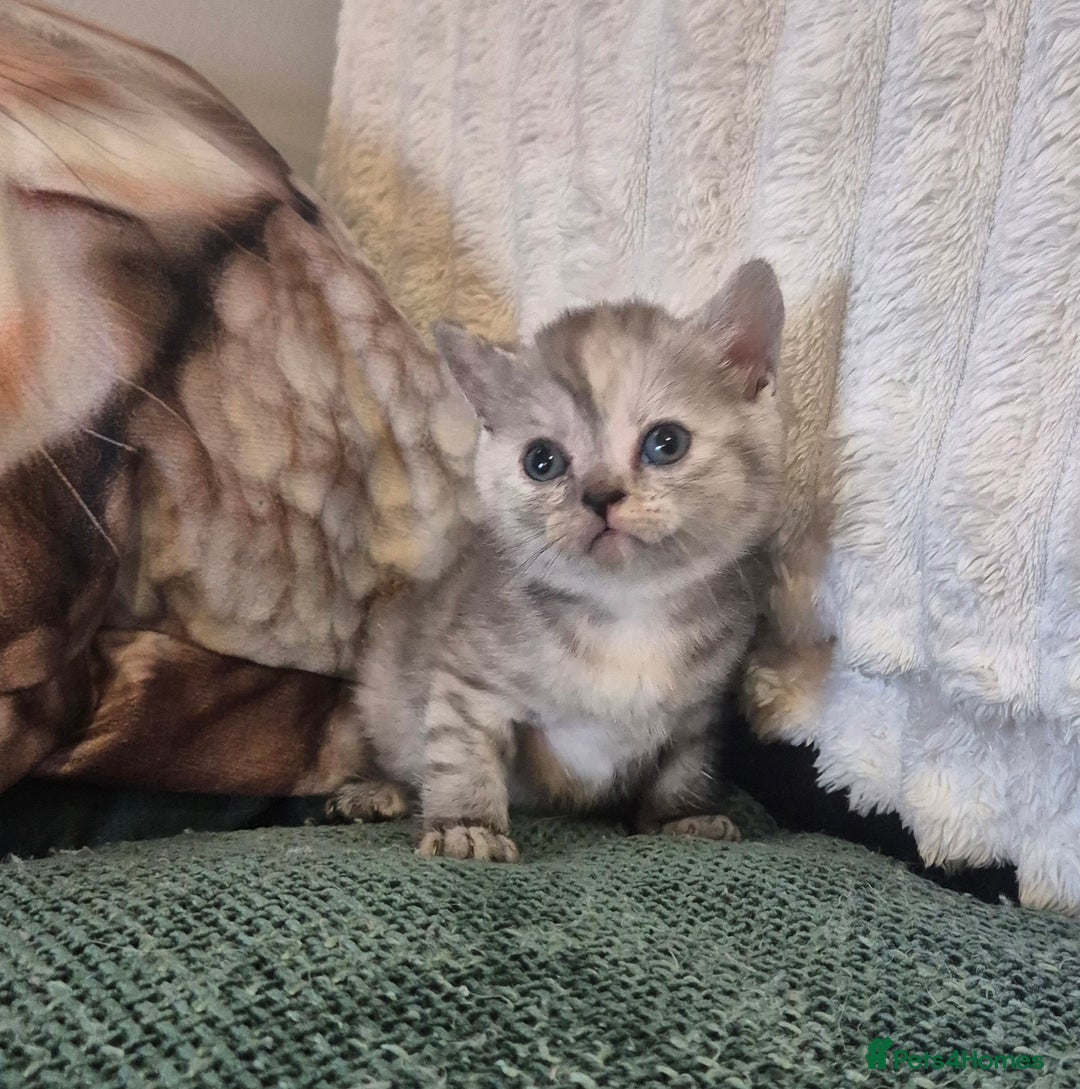British Shorthair cats for sale: Beautiful British shorthair kittens - Image 29