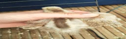 Chickens poultry for sale: USA silkie chicks/ hatching eggs CPQ quails - Advert 34