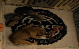 French Bulldog dogs for sale: Beautiful Velvet French Bulldog Puppies - Image 8