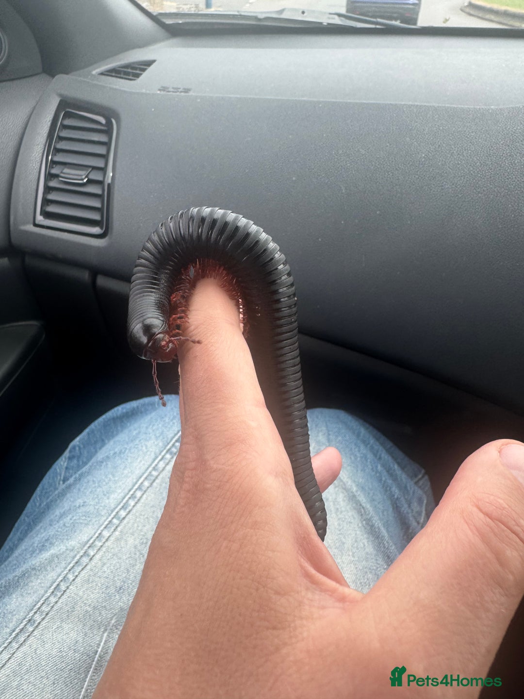 Millipedes invertebrates for sale: 2 giant African Millipedes  - Image 2