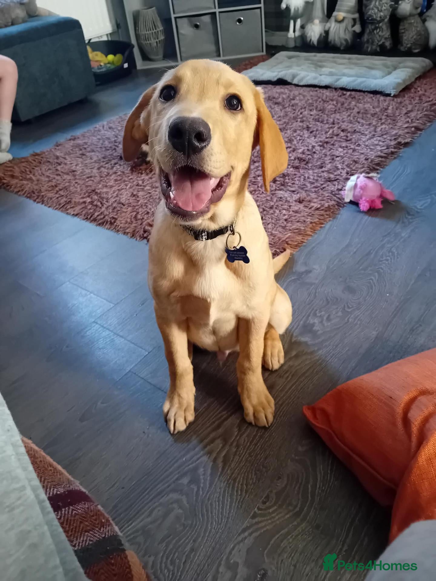 Labrador Retriever dogs Male 20 weeks old lab - Advert 1