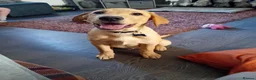 Labrador Retriever dogs for sale: Male 20 weeks old lab - Advert 1
