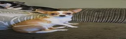 Chihuahua dogs for sale: Female chihuahua needs rehoming - Advert 2
