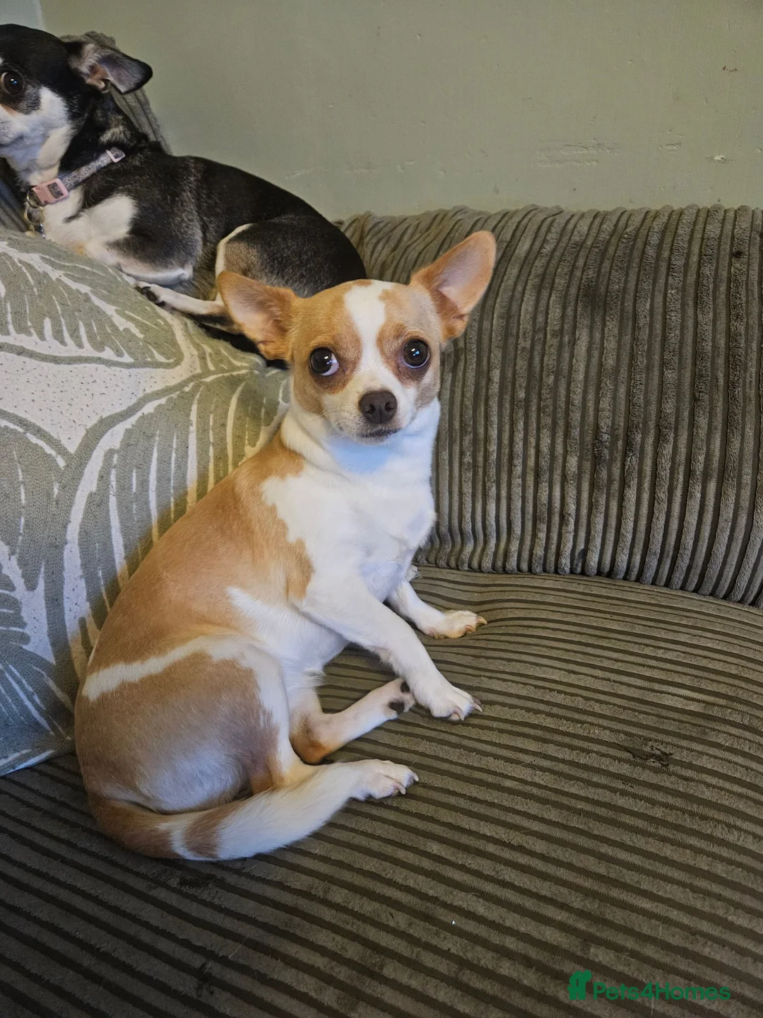 Chihuahua dogs for sale: Female chihuahua needs rehoming - Advert 2