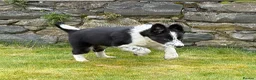 Border Collie dogs for sale: Border collie in Denbigh - Advert 3