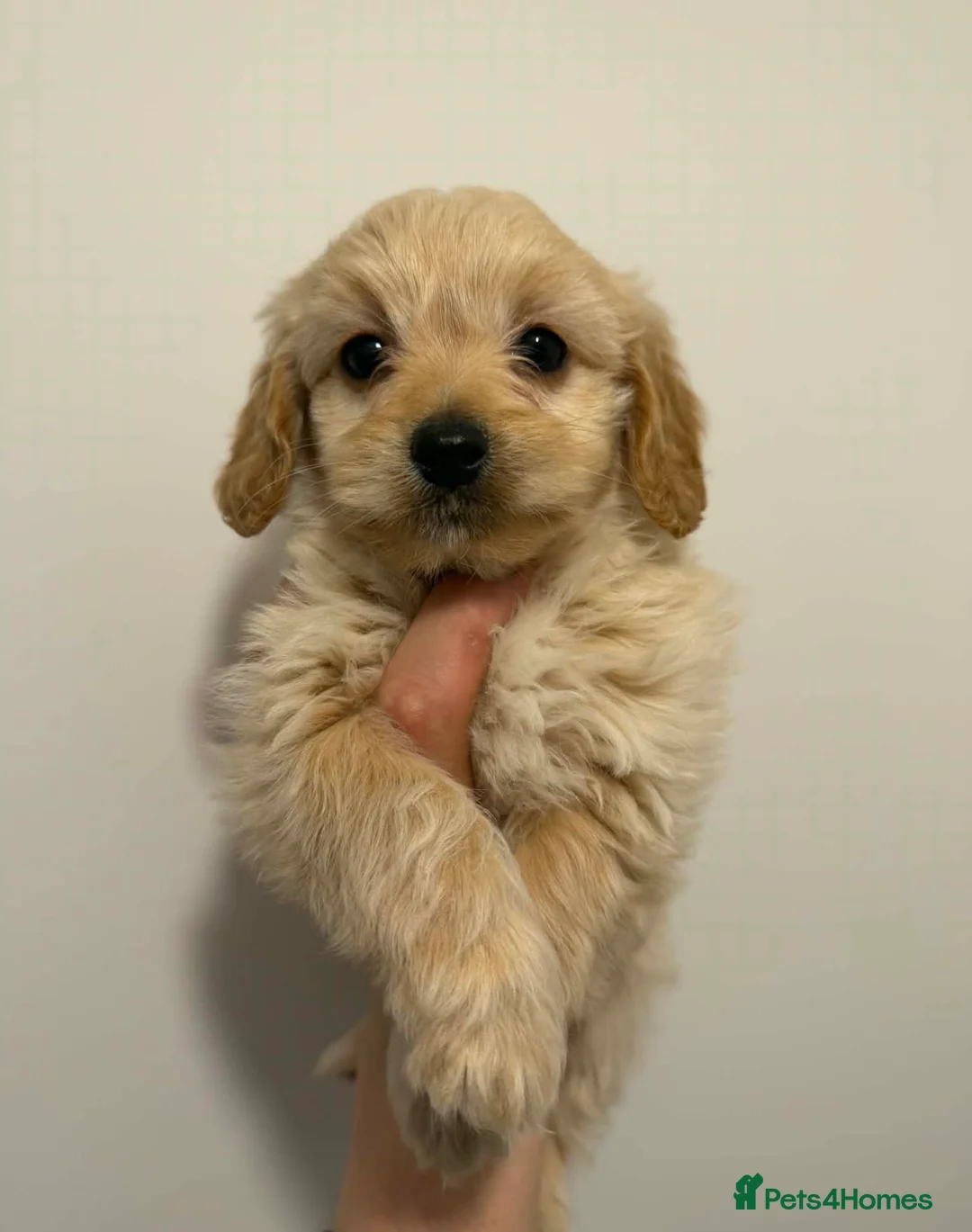 Cavapoo dogs for sale: Toy Cavapoo - Advert 8