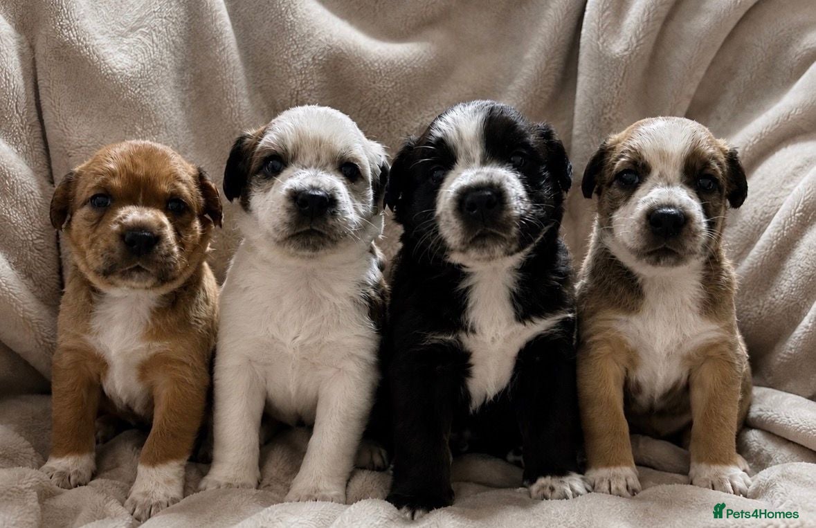 Mixed Breed dogs Border Collie x Blue Heeler x Ridgeback Pups ⭐ - Advert 2