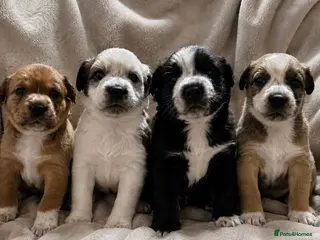 Mixed Breed dogs Border Collie x Blue Heeler x Ridgeback Pups ⭐ - Advert 3