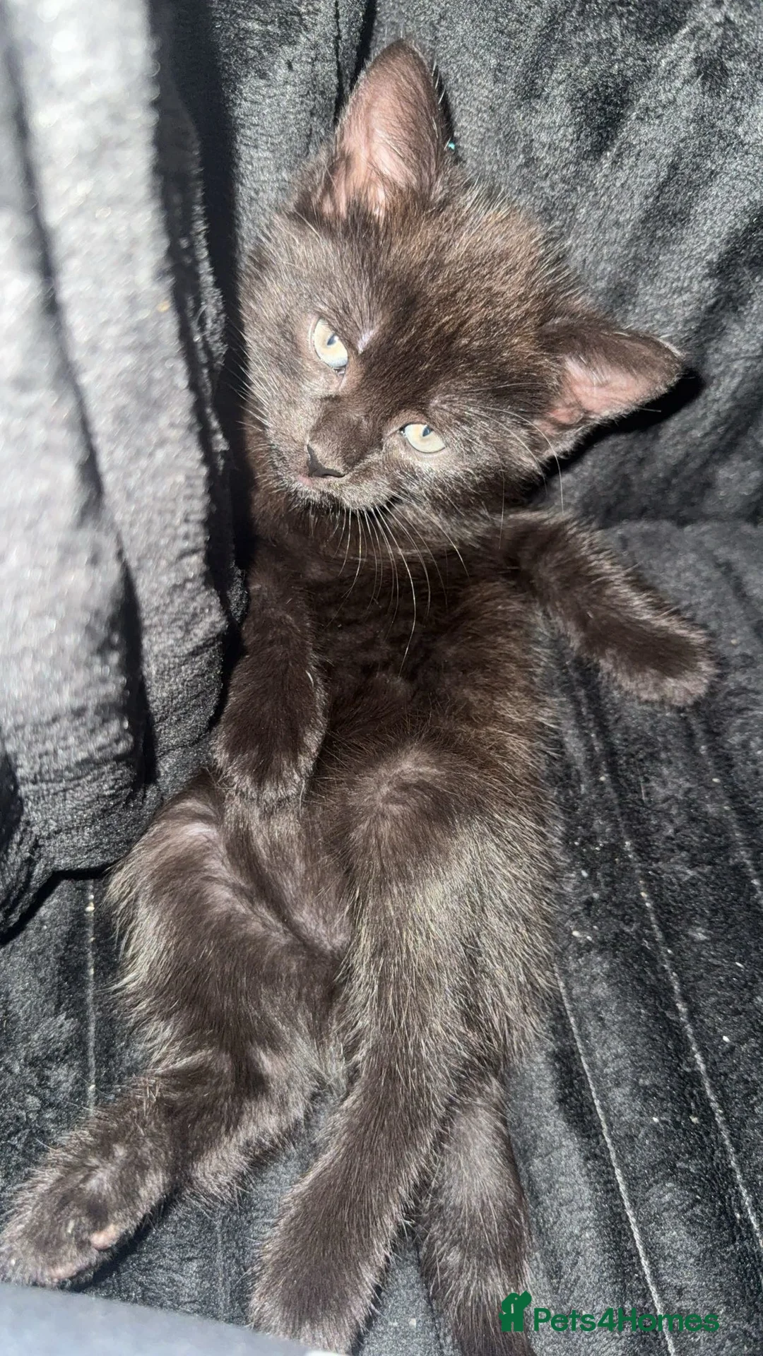 Mixed Breed cats for sale: 2 beautiful kittens for a good home❤️ - Advert 2