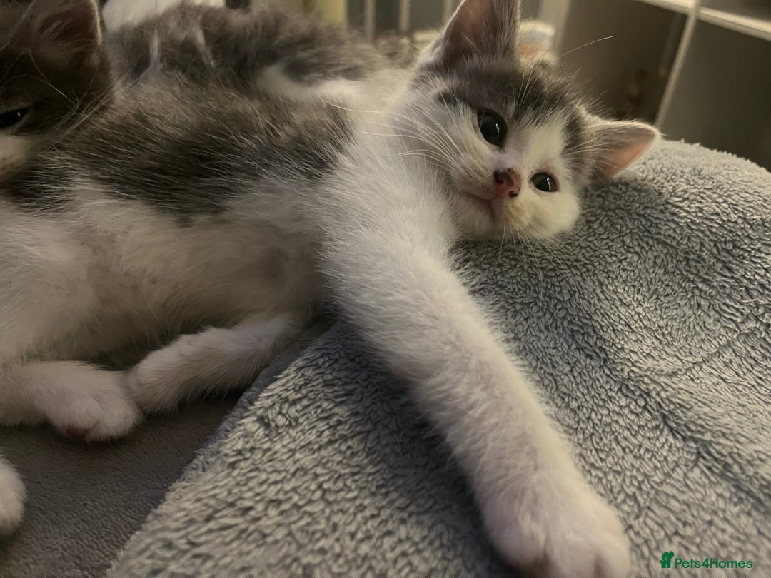 Mixed Breed cats for sale: a gorgeous grey kitten - Advert 4