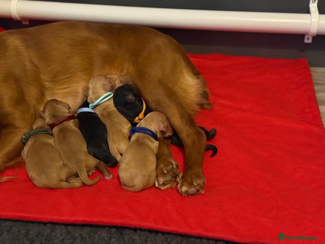 Cocker Spaniel dogs for stud: FTAW fully health tested working cocker stud in Leven - Advert 18