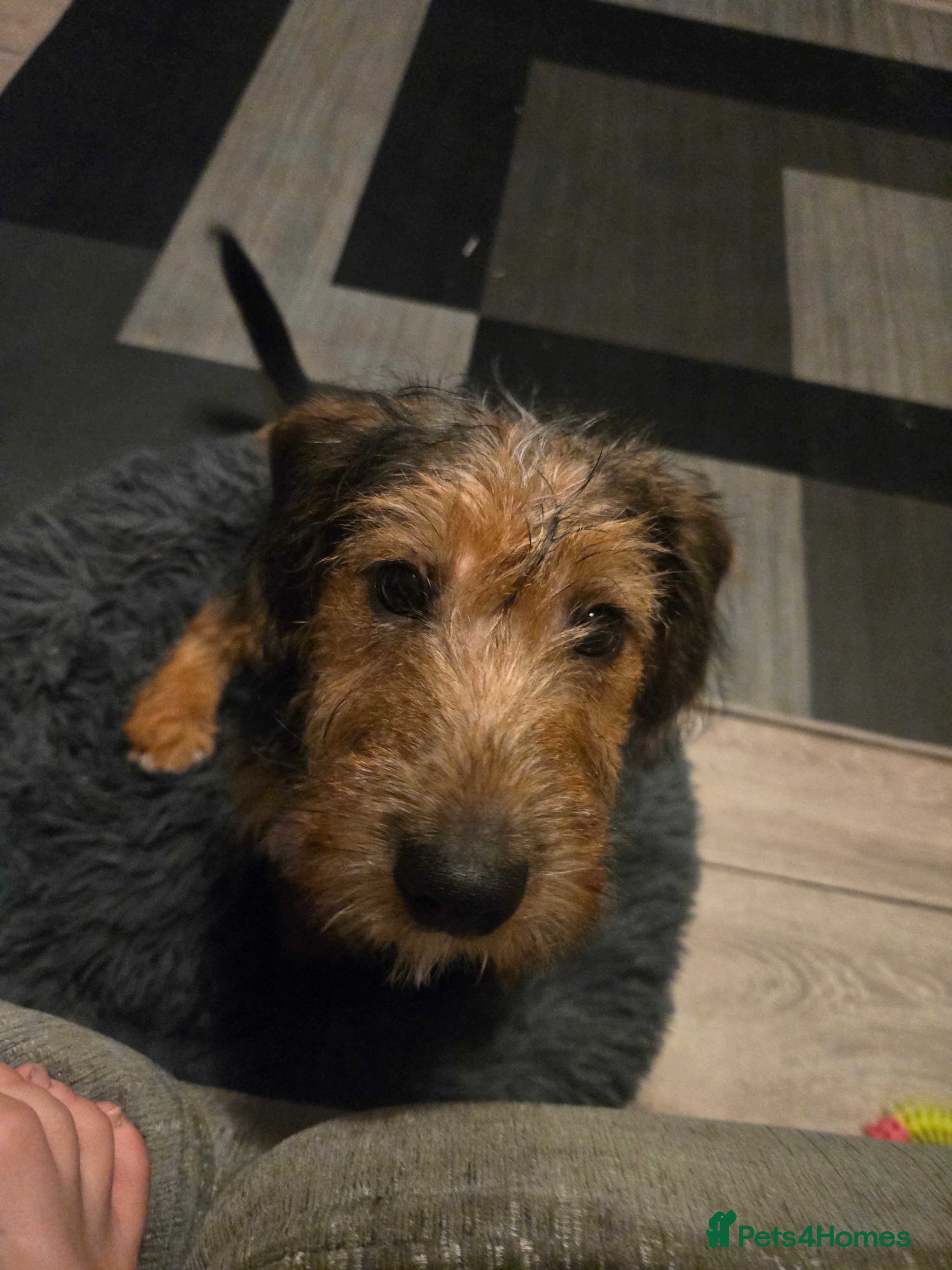 Jackapoo dogs Beautiful Jackapoo 4 month old male - Advert 1