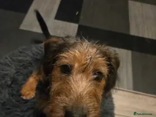 Jackapoo dogs Beautiful Jackapoo 4 month old male - Advert 1