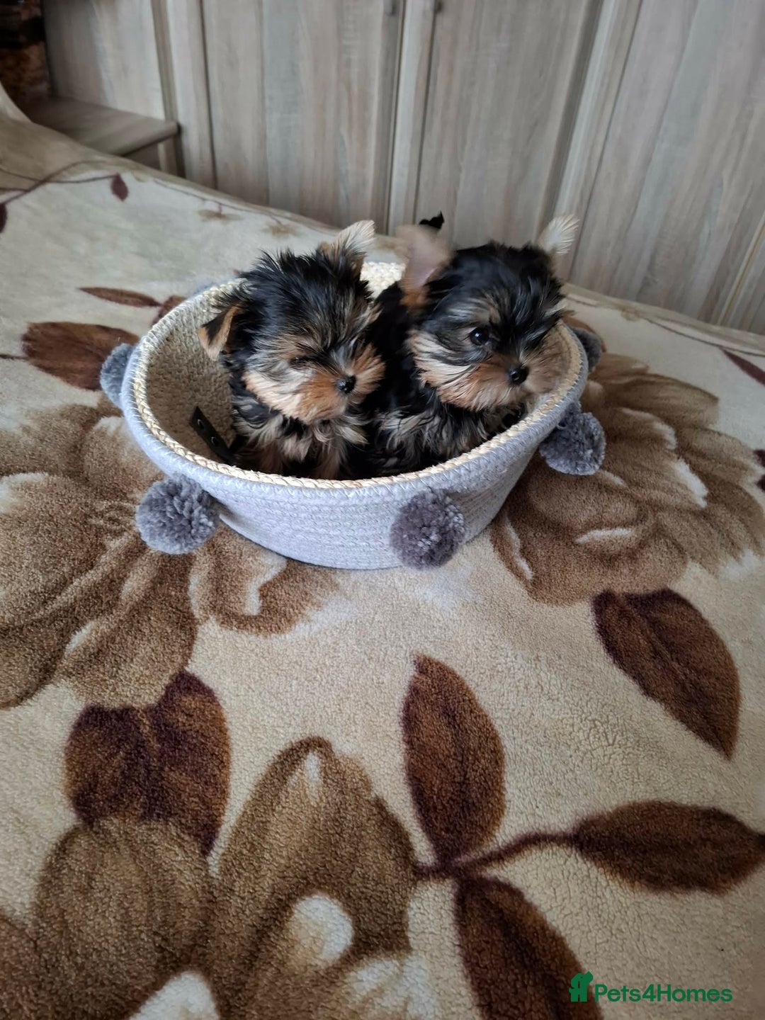 Yorkshire Terrier dogs for sale: Mini Yorkshire Terrier female pups - Advert 6