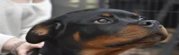 Rottweiler dogs for sale: Champion-Bred Rottweiler Puppies for Loving Homes - Advert 4
