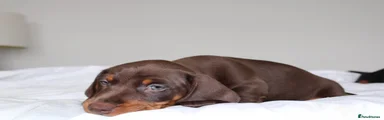 Miniature Dachshund 3