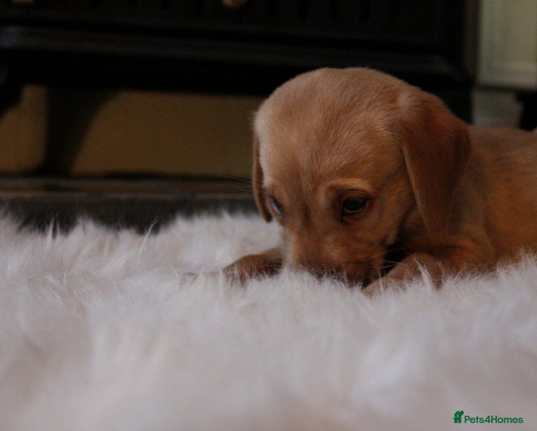 Labrador Retriever dogs for sale: Kc Registered yellow Labrador puppies - Image 15