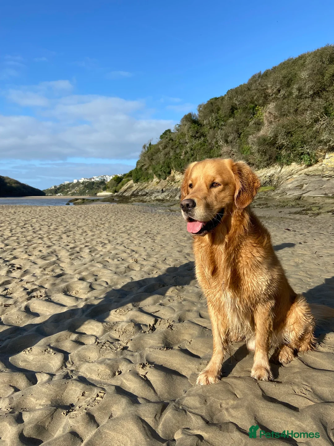 Golden Retriever dogs for stud: Health Tested Proven Golden Retriever Stud in Reading - Advert 6