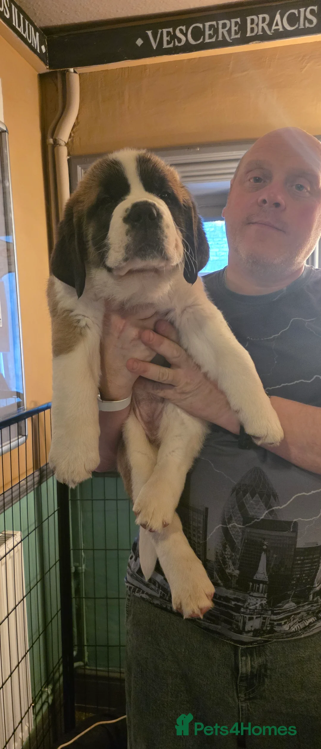 Saint Bernard dogs for sale: Two Girls Left in Bakewell - Advert 20