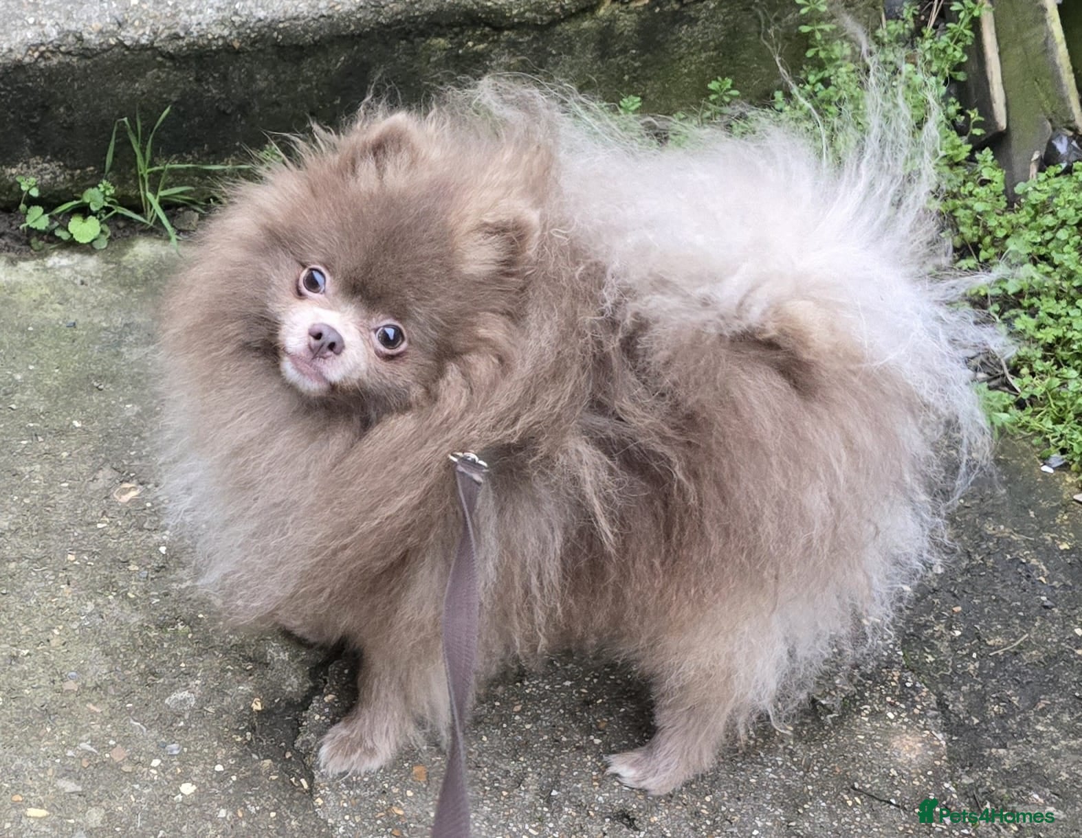 Pomeranian dogs KC Young Adult Male and Female six mo - Advert 1