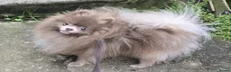 Pomeranian dogs for sale: KC Young Adult Male and Female six mo - Advert 1
