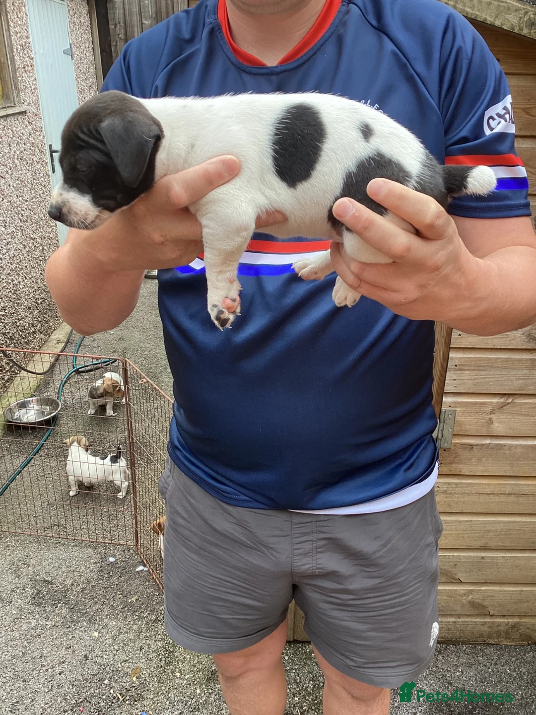 Jack Russell dogs for sale: Docked tail Jack Russel Puppies - Advert 17