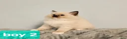 Ragdoll cats for sale: Stunning Ragdoll kittens 😸  - Advert 18