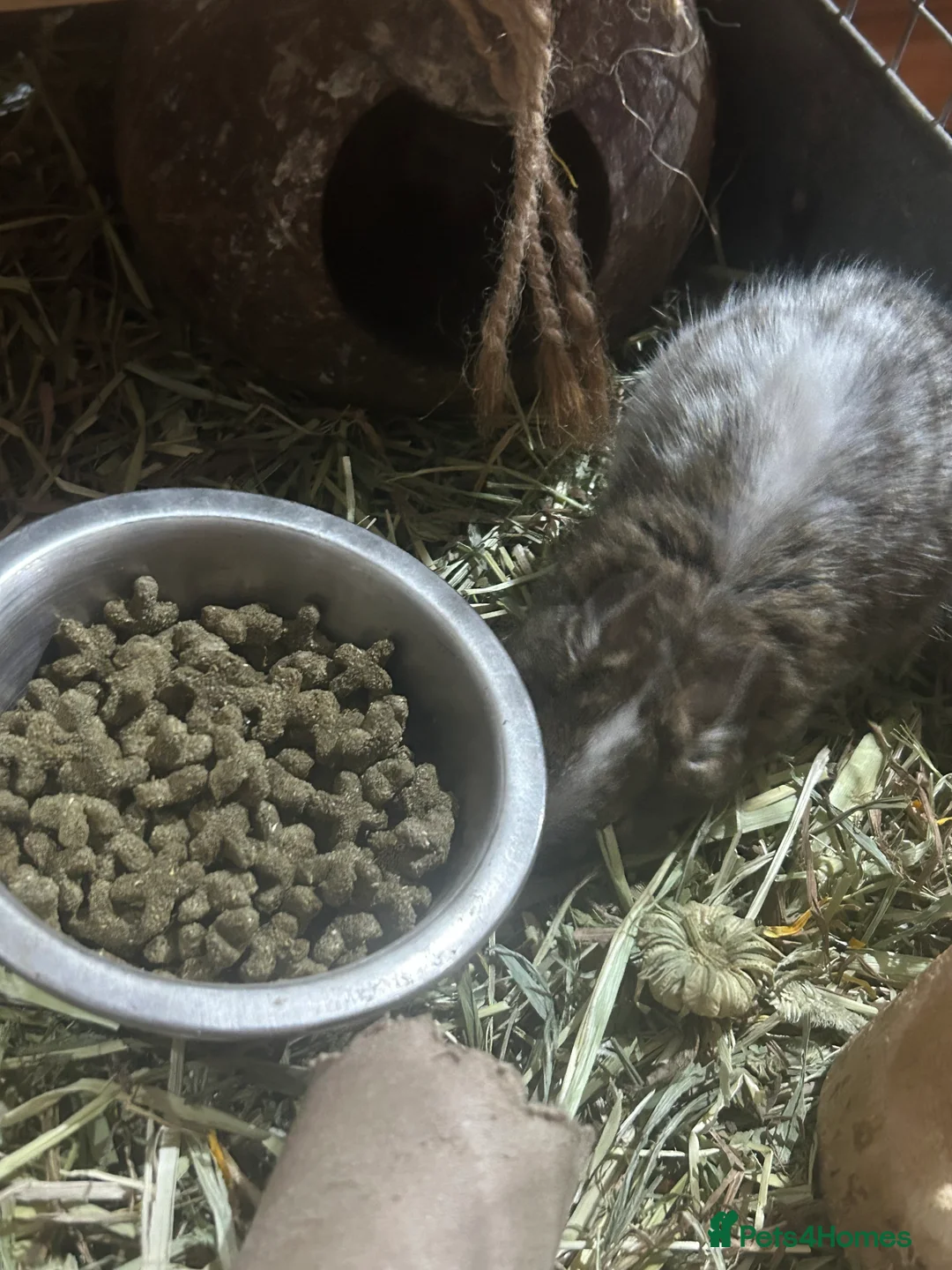 Degus rodents for sale: Pair of male bonded degus - Advert 4