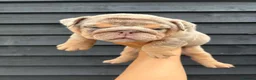 English Bulldog dogs for sale: English Bulldog Puppies - Advert 19