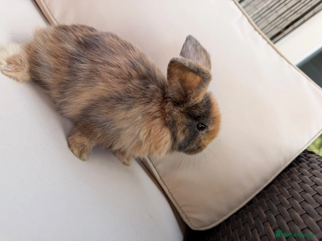 Mixed Breed rabbits for sale: Baby rabbits in Fareham - Advert 13