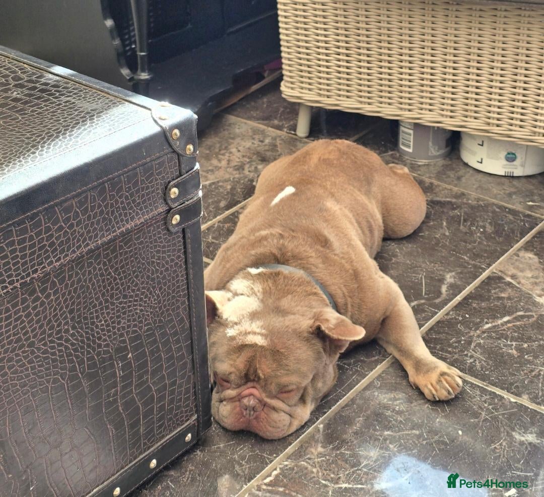 French Bulldog dogs Beautiful frenchie  - Advert 6