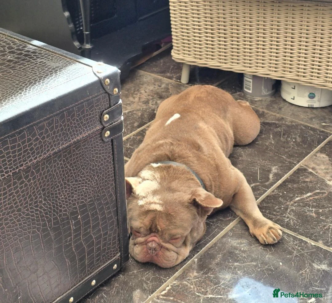 French Bulldog dogs for sale: Beautiful frenchie  in Stevenage - Advert 1