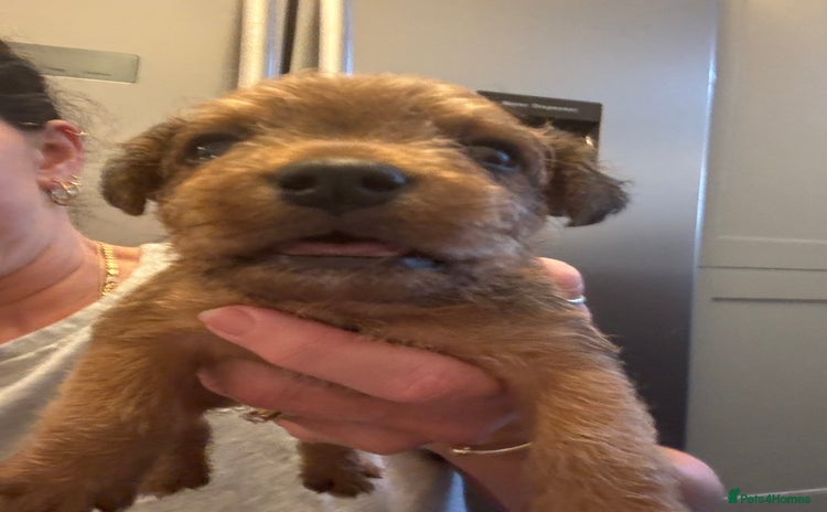 Lakeland Terrier dogs - Advert 2