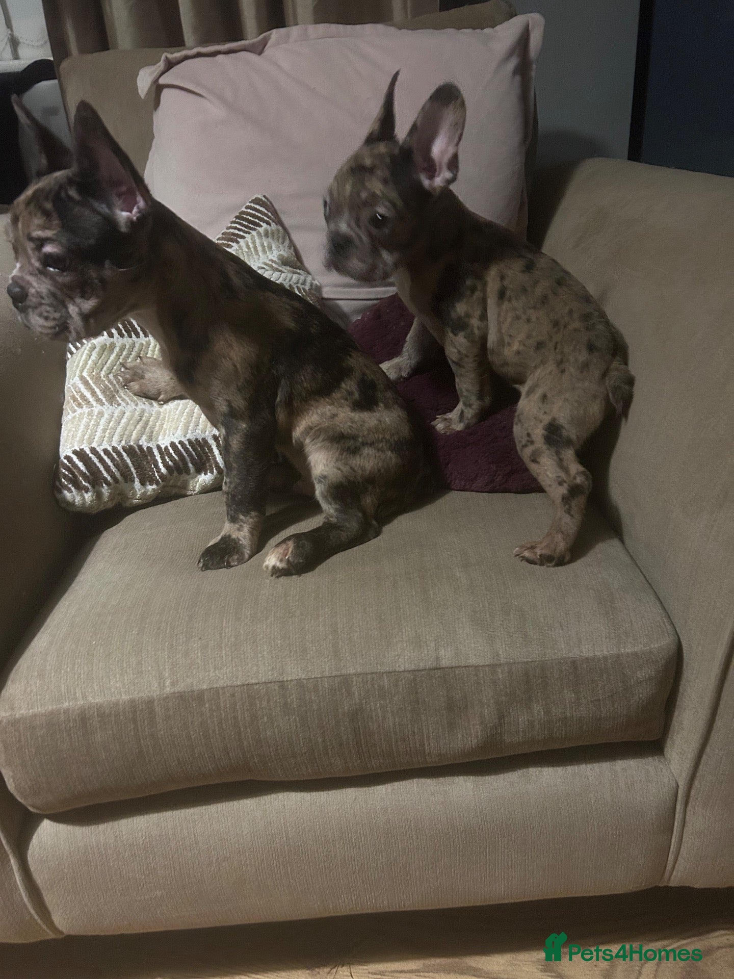 French Bulldog dogs French bulldogs for sale  - Advert 2