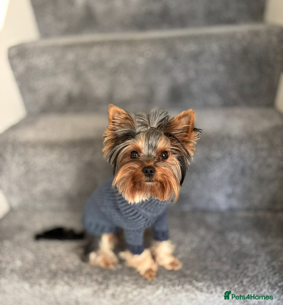 Yorkshire Terrier dogs for sale: ✨ Adorable Yorkshire Terrier Puppies  - Image 5