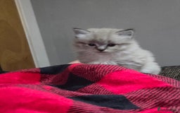 Mixed Breed cats for sale: 3 Kittens for sale.  - Image 1