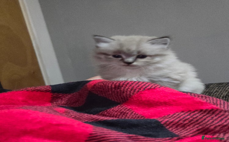 Mixed Breed cats - Advert 4