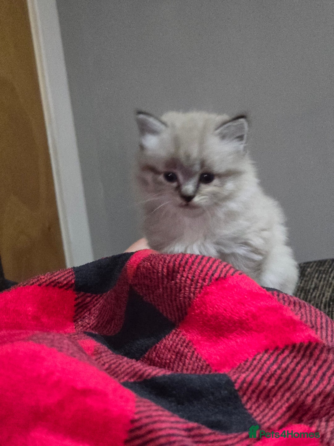 Mixed Breed cats for sale: 3 Kittens for sale.  - Image 1