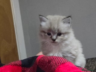 Mixed Breed cats - Advert 8