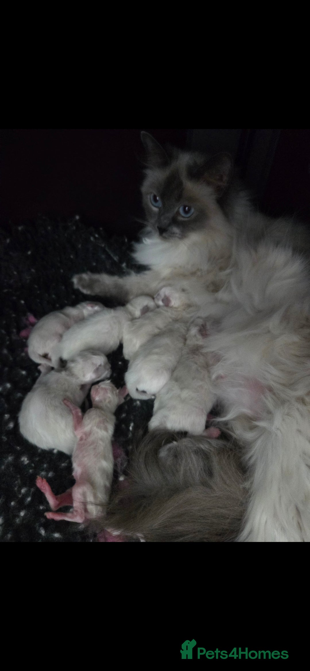 Ragdoll cats for sale: GCCF REGISTERED FULL PEDIGREE RAGDOLL KITTENS 😸  - Image 8