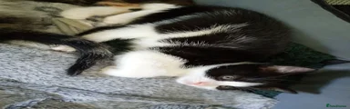 Domestic Shorthair 4