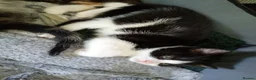 Domestic Shorthair cats for sale: Stunning litter of 4 - Advert 4